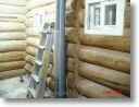 hynoki pine 02 ho 02.jpg